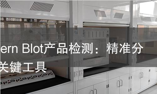 Western Blot产品检测:精准分析的关键工具 Western Blot产品检测:精准分析的关键工具