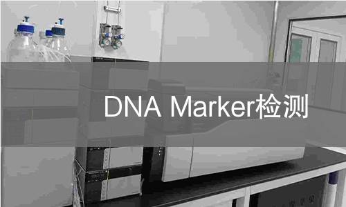 DNA Marker检测
