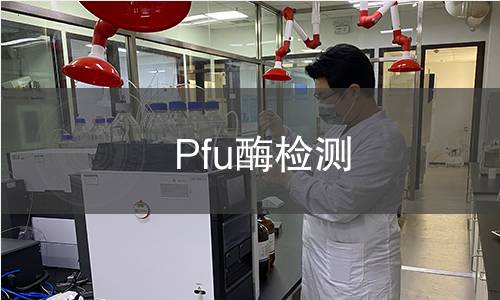 Pfu酶检测