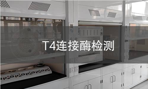 T4连接酶检测 T4连接酶检测