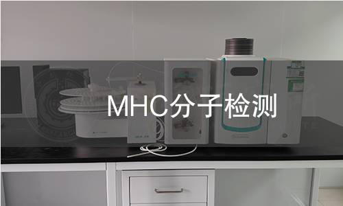 MHC分子检测 MHC分子检测