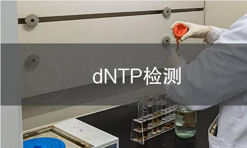 dNTP检测