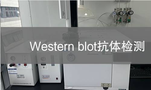 Western blot抗体检测 Western blot抗体检测
