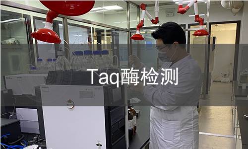 Taq酶检测 Taq酶检测